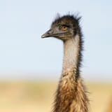 AussieAssassin