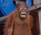 D: