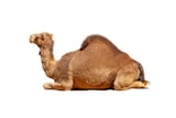 camel