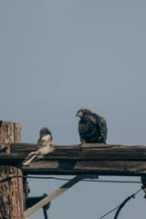 IMG_6669_2