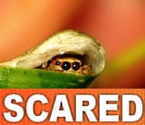 Scared Spider
