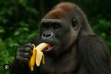 Screenshot 2025-06-26 at 20-11-45 gorilla eating banana - Google Search
