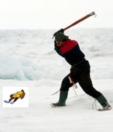SealClubbing