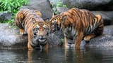 Tigers-by-Water-edited