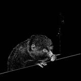 IMG_1234_Original
