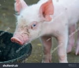 stock-photo-pink-pig-with-blue-eyes-755313331