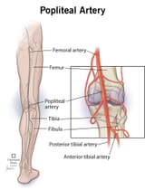 22708-popliteal-artery