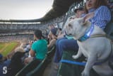 mariners_dog_001