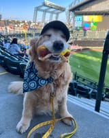 mariners dog dog 2
