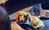 leocar