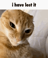 i-have-lost-it-cat
