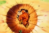Dragon-Ball-Yamcha-2458411669