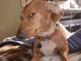me-seeing-a-fat-dude-meme