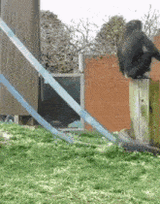 monkey-flip-nautkirby