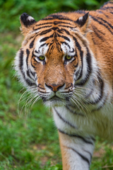 tiger3