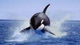 orca