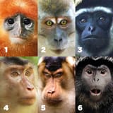 rer-apes-vs-monkeys