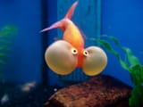 feesh