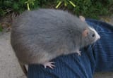bigrat