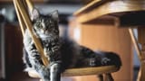 cat_pose_pet_912242_3840x2160