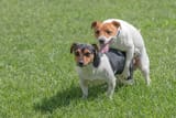 why-do-boy-dogs-hump-other-boy-dogs