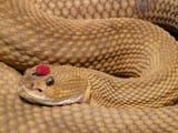 Sneakinhatr