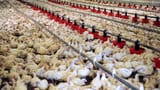 poulets