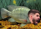 iliatilapia
