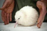 Kiwi