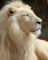 lion 635436574387