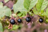 atropa belladonna