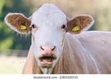 closeup-portrait-surprised-cow-on-260nw-2383320133