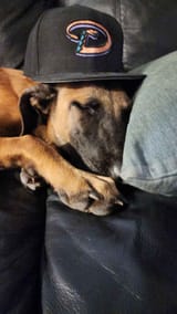 pup