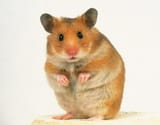 Syrian-Hamster_grande