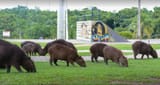 capibara