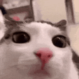 kateau