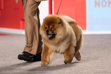 Chow Chow