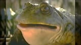 where-did-the-budweiser-frogs-come-from-and-will-they-ever-make-a-return-1738247556