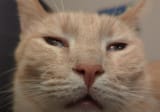 retardo gato