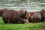 Incrível-Foto-de-Uma-Capivara-Aparentemente-Sorrindo