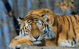 SleepingTiger
