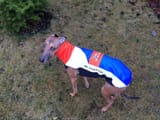 Hound_of_Taaramäe_(robed_in_a_flag)