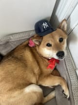 Shiba_Inu_Yankeeshat_Sleepy