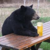 comfy bear
