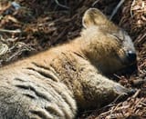 quokka