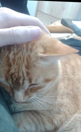 gatito