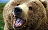 burrs