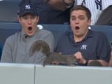 oh &#039;yankeeees