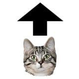 gato arrow up