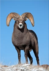 ovis_canadensis_canadensis